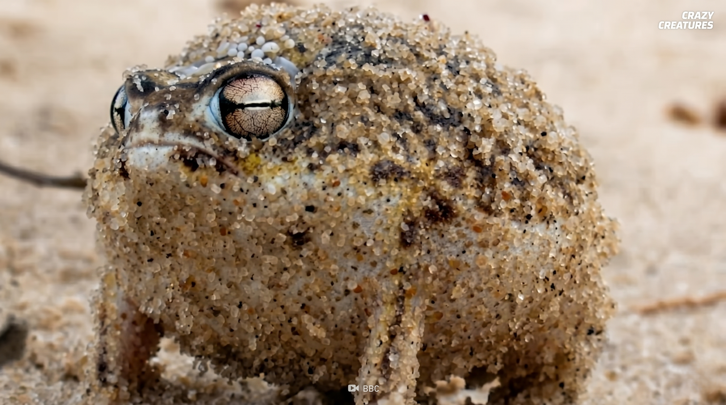 Watch what happens when this tiny frog screams like a squeaky dog toy ...