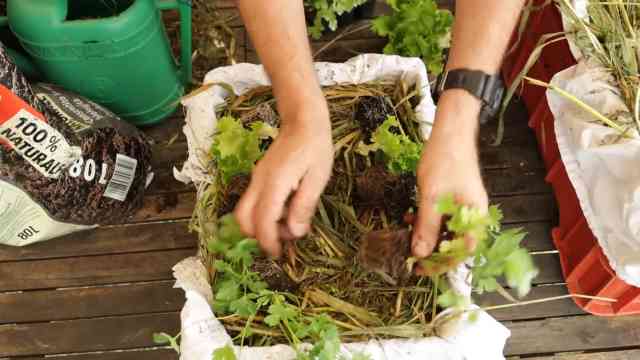 Come fare un orto in cassetta: dal terriccio alle piantine