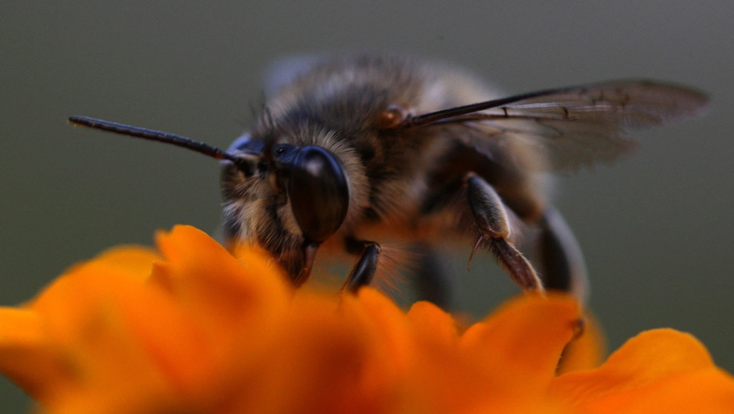 Study links pollinator loss to rising malnutrition risk