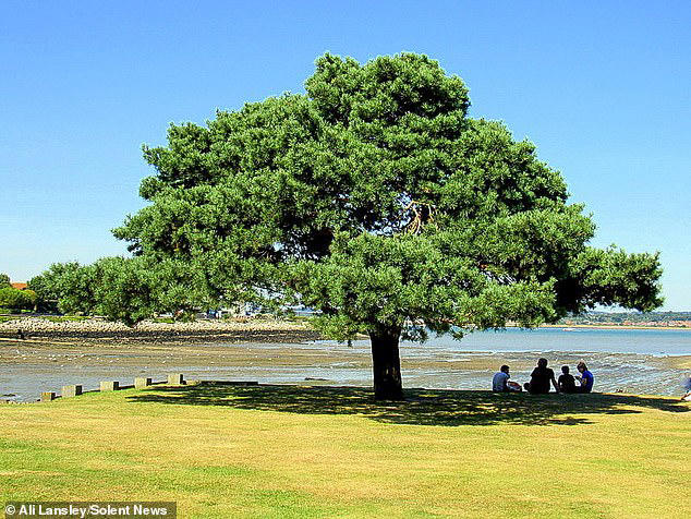 Council sparks outrage by 'doing a Sycamore Gap' and chopping down ...