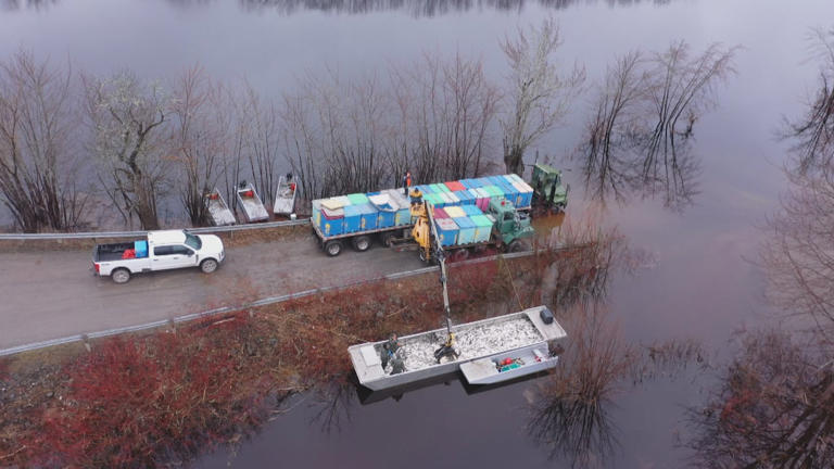 Change at Mactaquac Dam sees millions more fish make it upriver to spawn