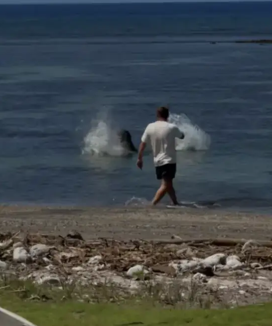 Update after tourist who hurled rock at beloved seal in Hawaii was ...