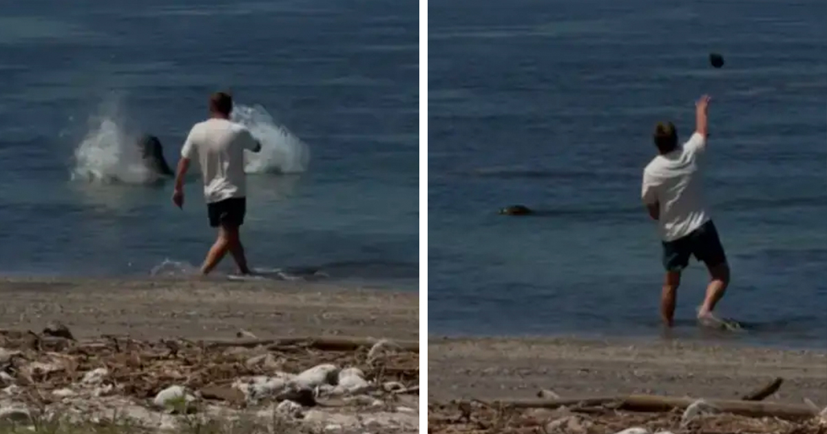 Update after tourist who hurled rock at beloved seal in Hawaii was ...