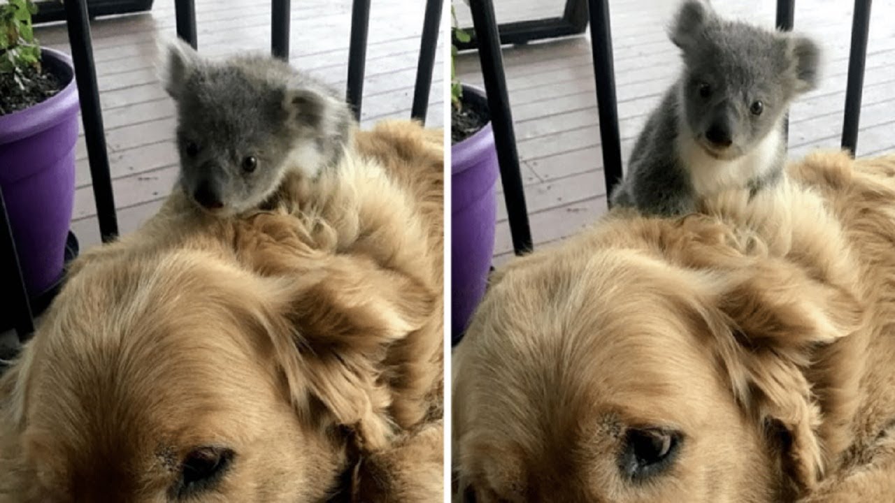 Golden retriever saves baby koala