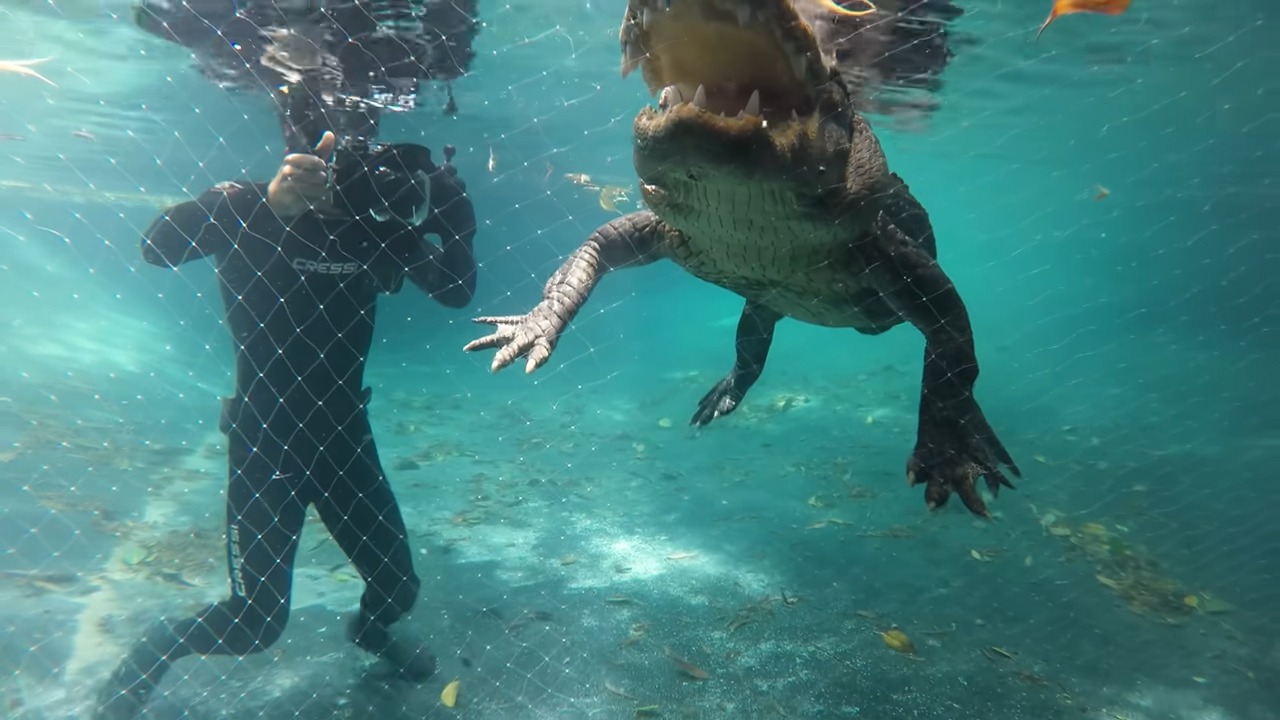 The alligator could still bite through the net - then he jumped in with ...