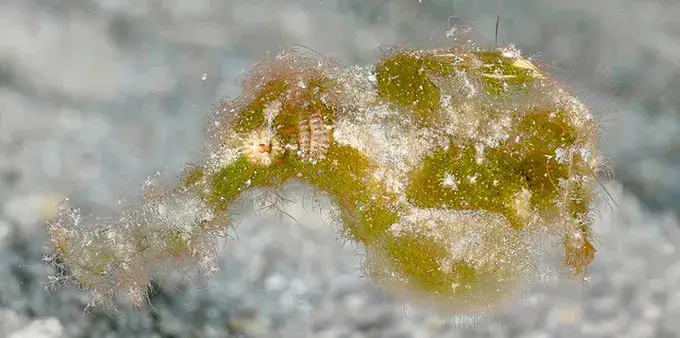 Scientists discover bizarre hairy fish that looks exactly like ...