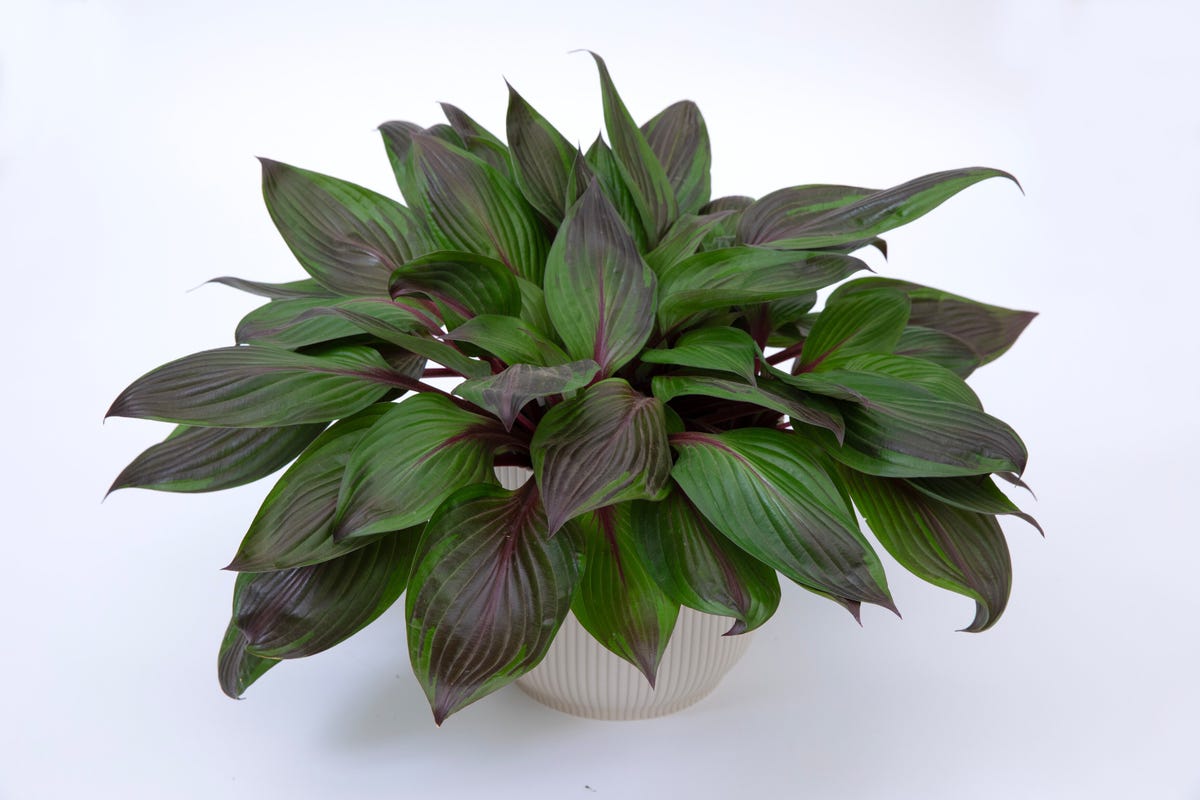 The first-ever red-leaved hosta just won Plant of the Year at Chelsea ...