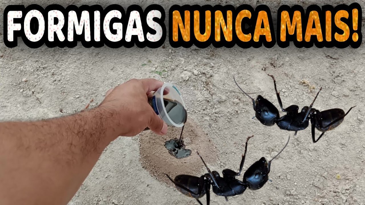 Receita caseira simples para ajudar a controlar formigas e cupins
