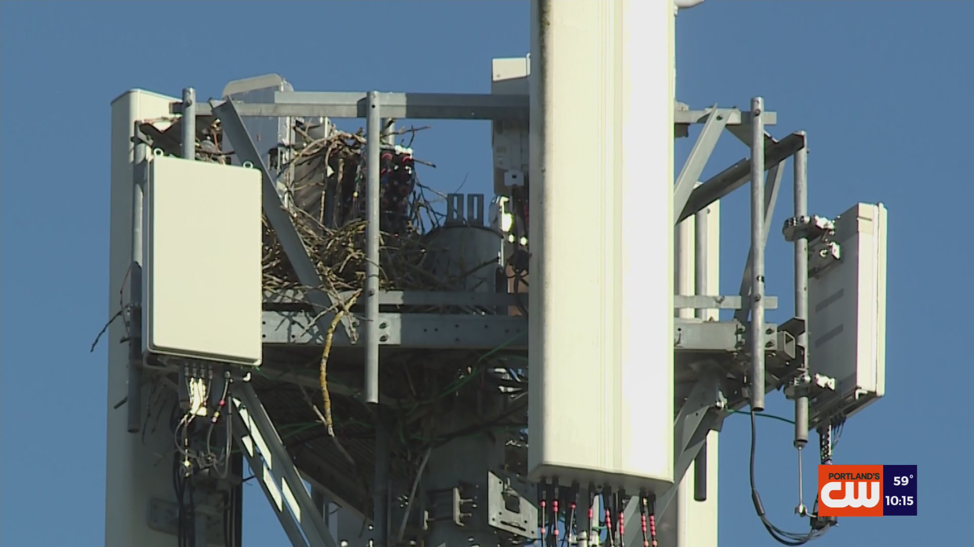 Active osprey nest on NE Portland cell tower intentionally obstructed ...