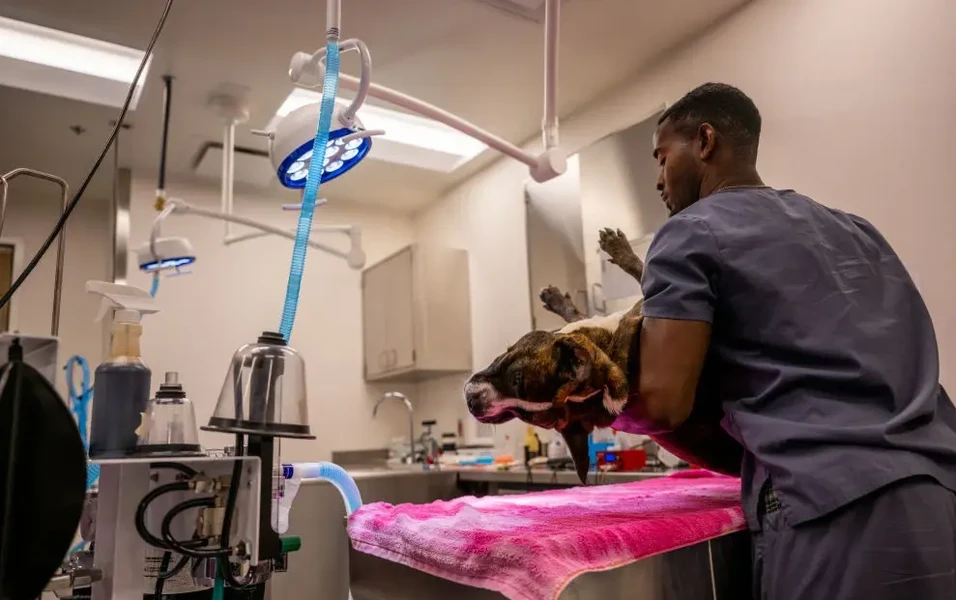 Rescued puppy battles deadly parvovirus after hoarding case