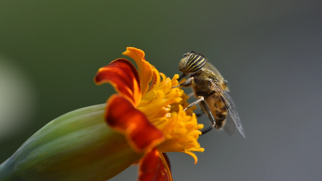 Study links pollinator loss to rising malnutrition risk