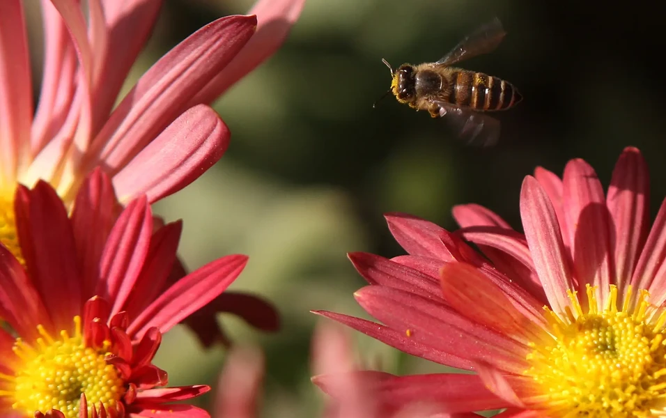 Study links pollinator loss to rising malnutrition risk