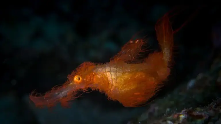 Scientists discover bizarre hairy fish that looks exactly like ...
