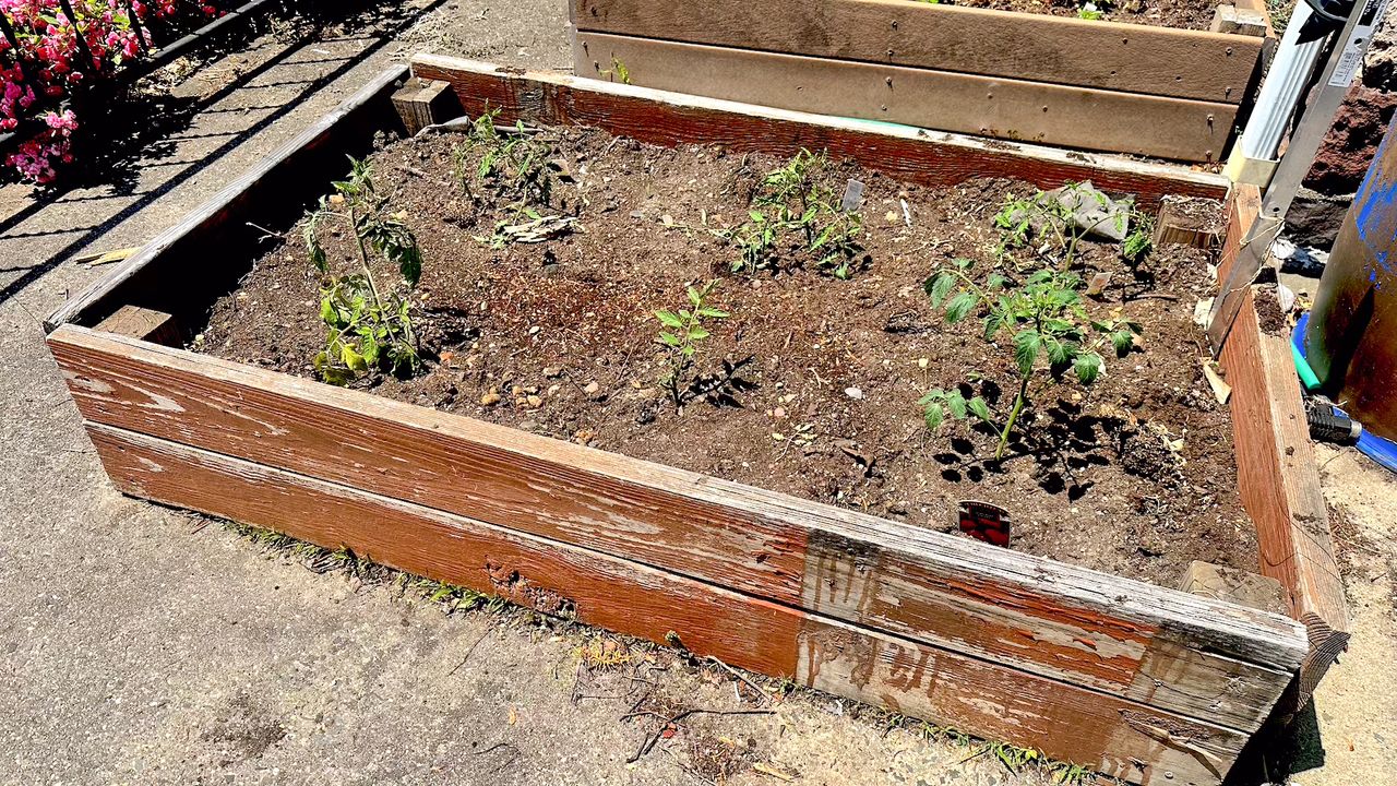 I tried the 'cardboard method' in my garden bed — and it totally worked