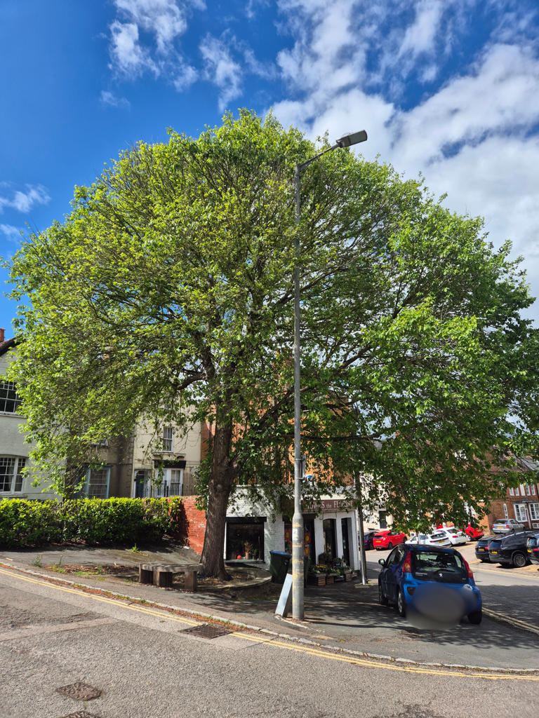 Buckingham elm tree on historic site to be cut back despite town ...