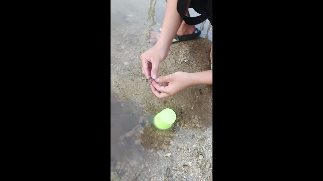 Beachgoer performs CPR on tiny fish until it can swim away