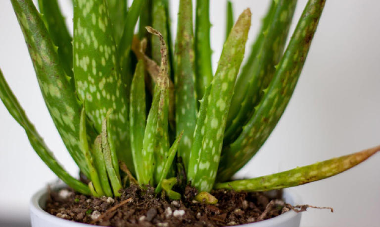 Why is my aloe turning yellow? Fix it now with this 3-second test