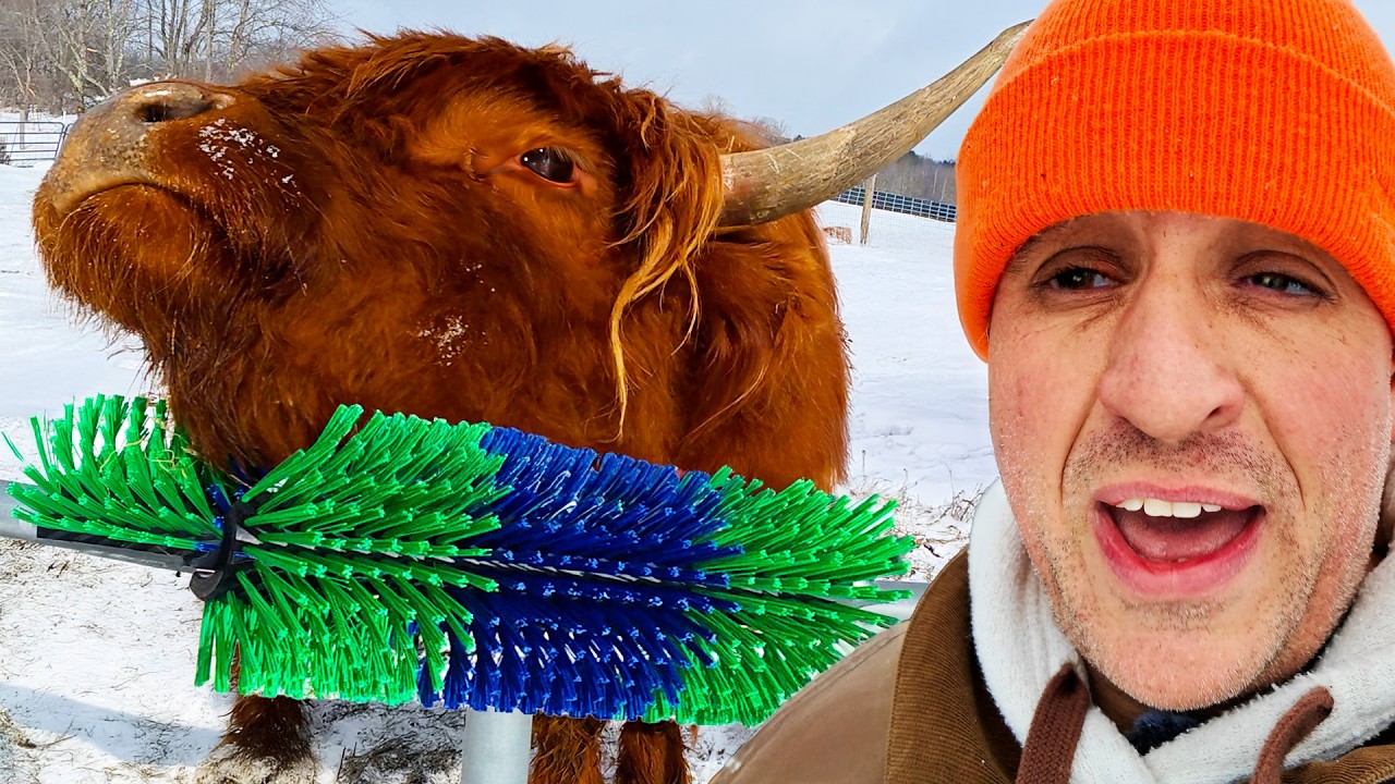 Highland cattle enjoy using automated grooming tools on a farm
