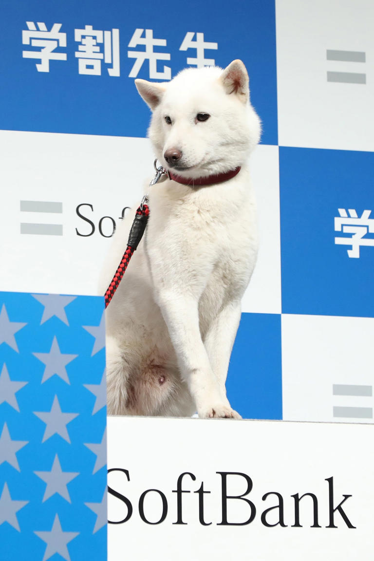 上戸彩との掛け合いで人気となったソフトバンク「初代お父さん犬」カイ