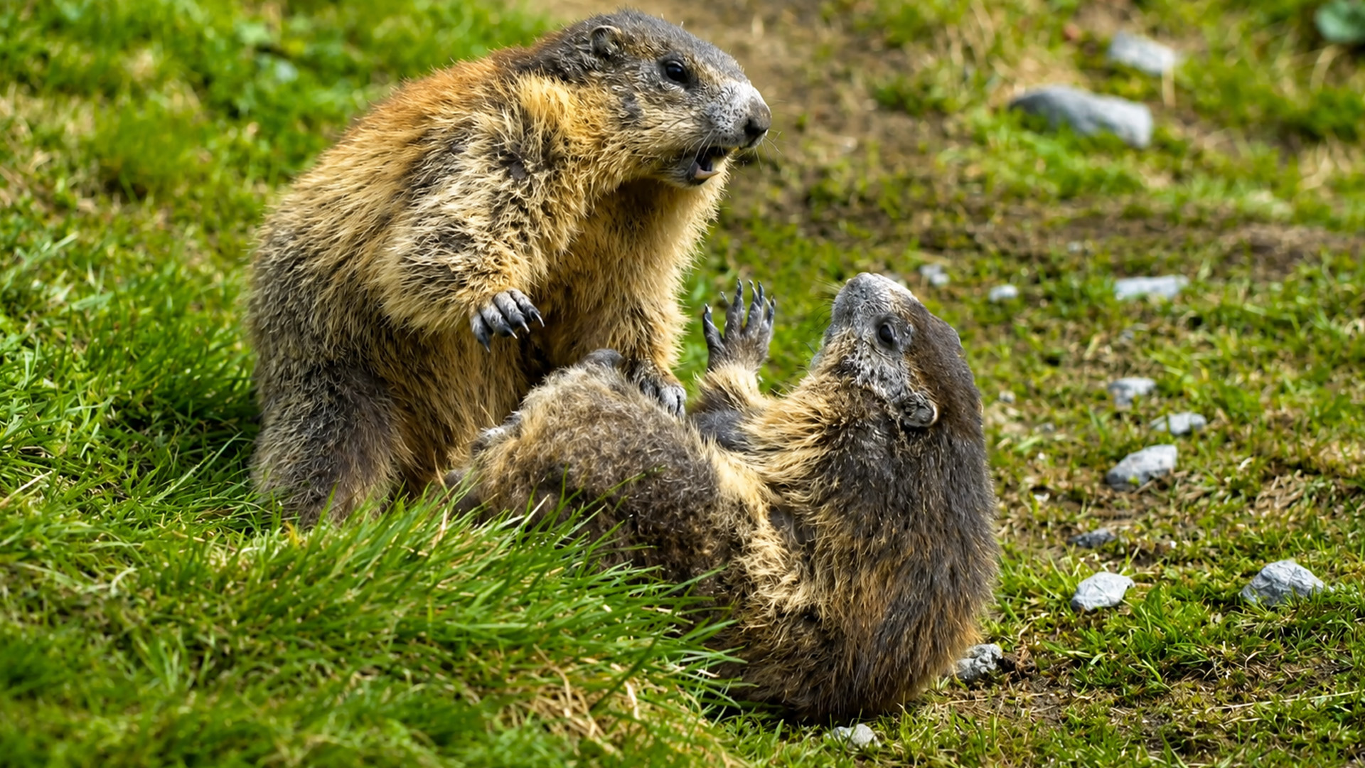 Ce que ces rongeurs des montagnes ont fait devant la caméra était inattendu
