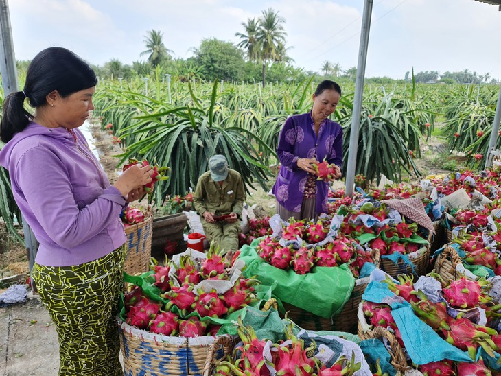 Thanh long rớt giá, nhà vườn miền Tây thua lỗ