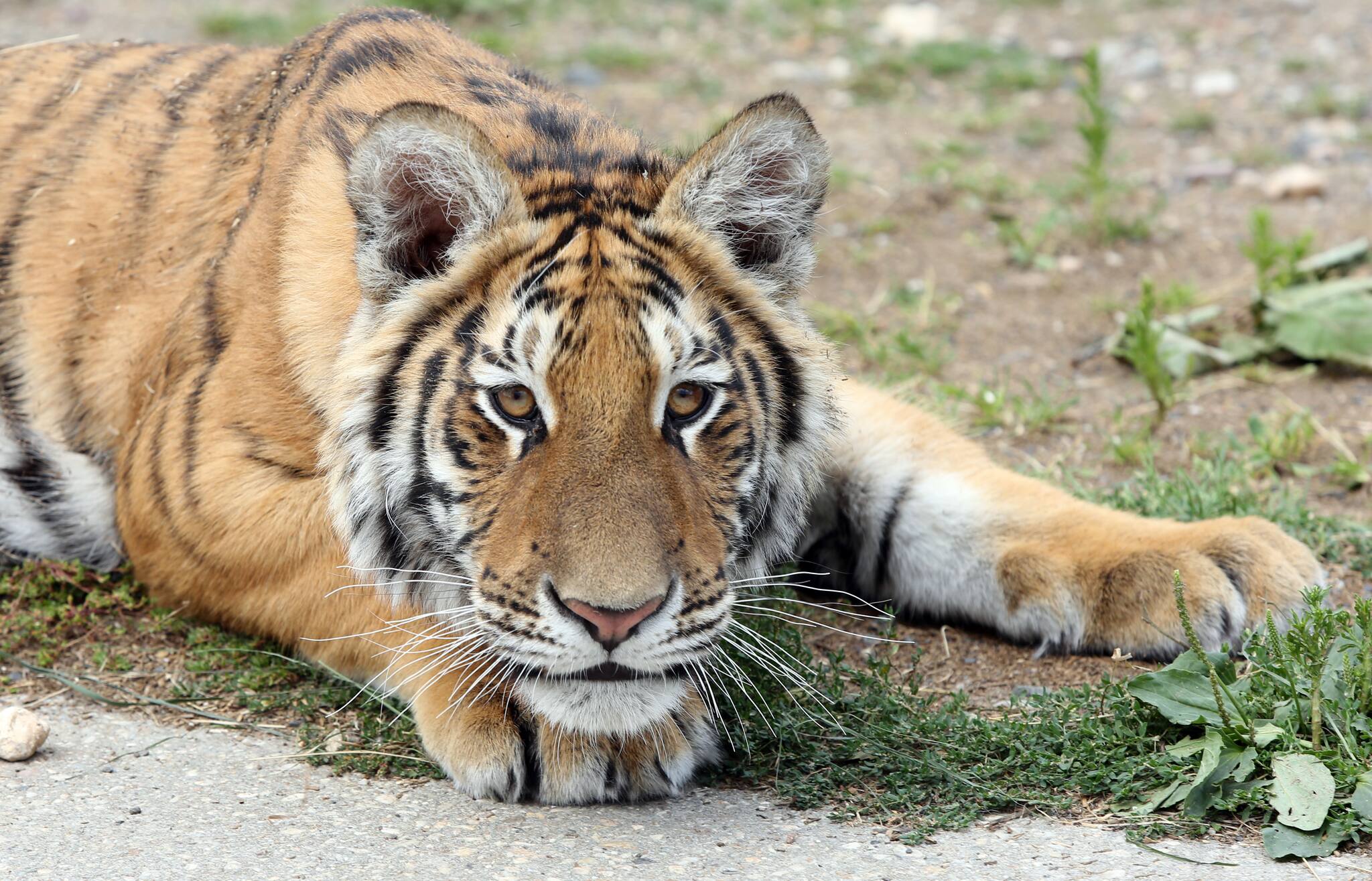 Tiger, Schlangen, Reptilien: Unter welchen Bedingungen dürfen ...