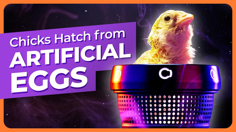 De-extinction breakthrough as scientists hatch live chicks from a fully ...