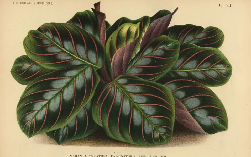 Prayer plant care made simple for thriving leaves