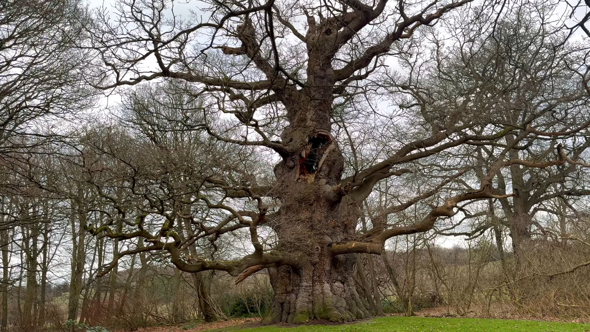 Watch how a 500-year-old oak tries to fight a killing disease