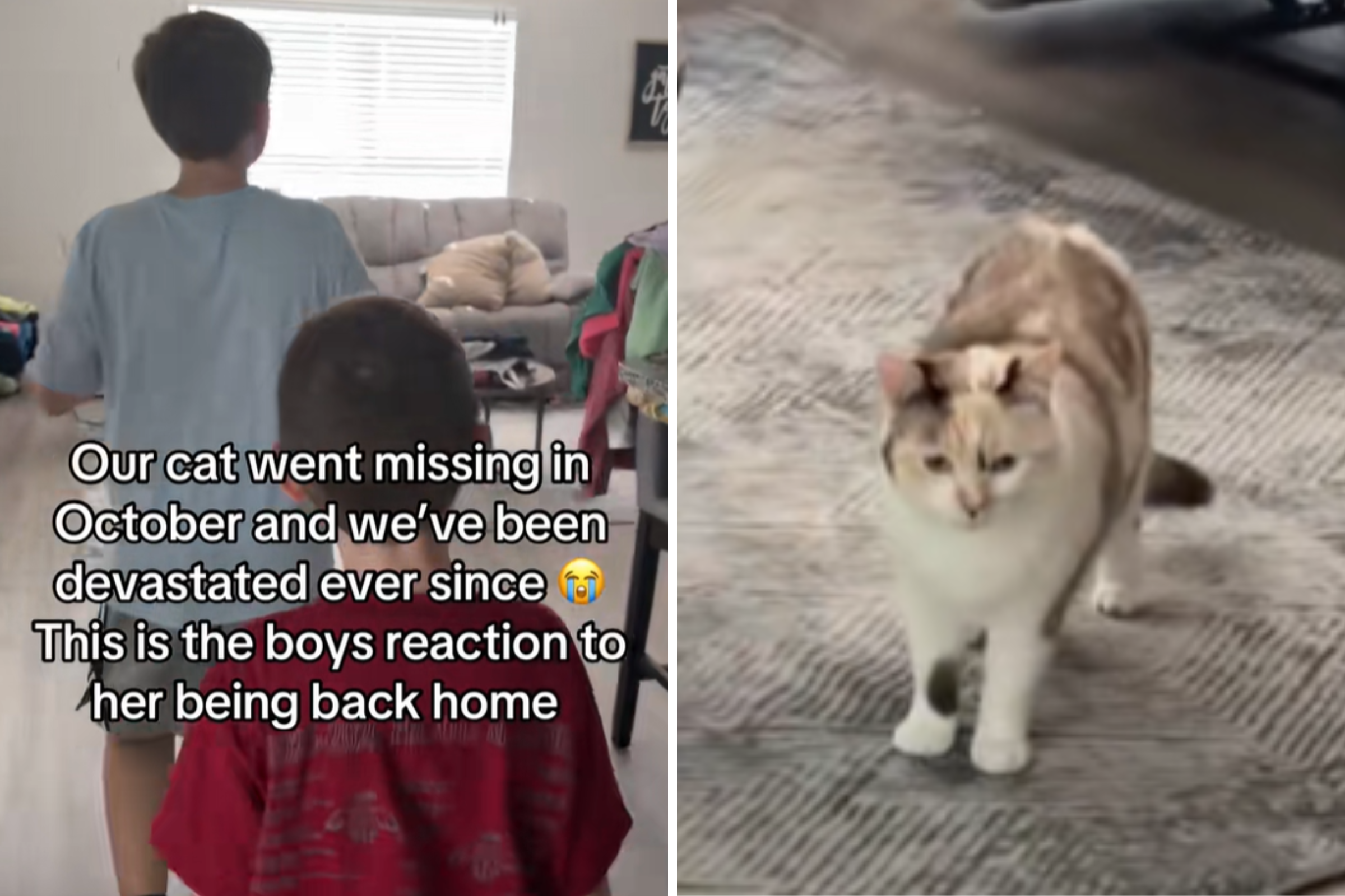 Family Cat Goes Missing Over 6 Months Ago, Tears Over What Kids Realize