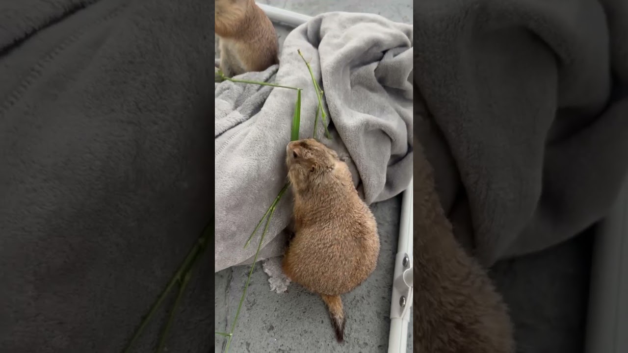 A sweet throwback of two prairie dogs sharing a moment