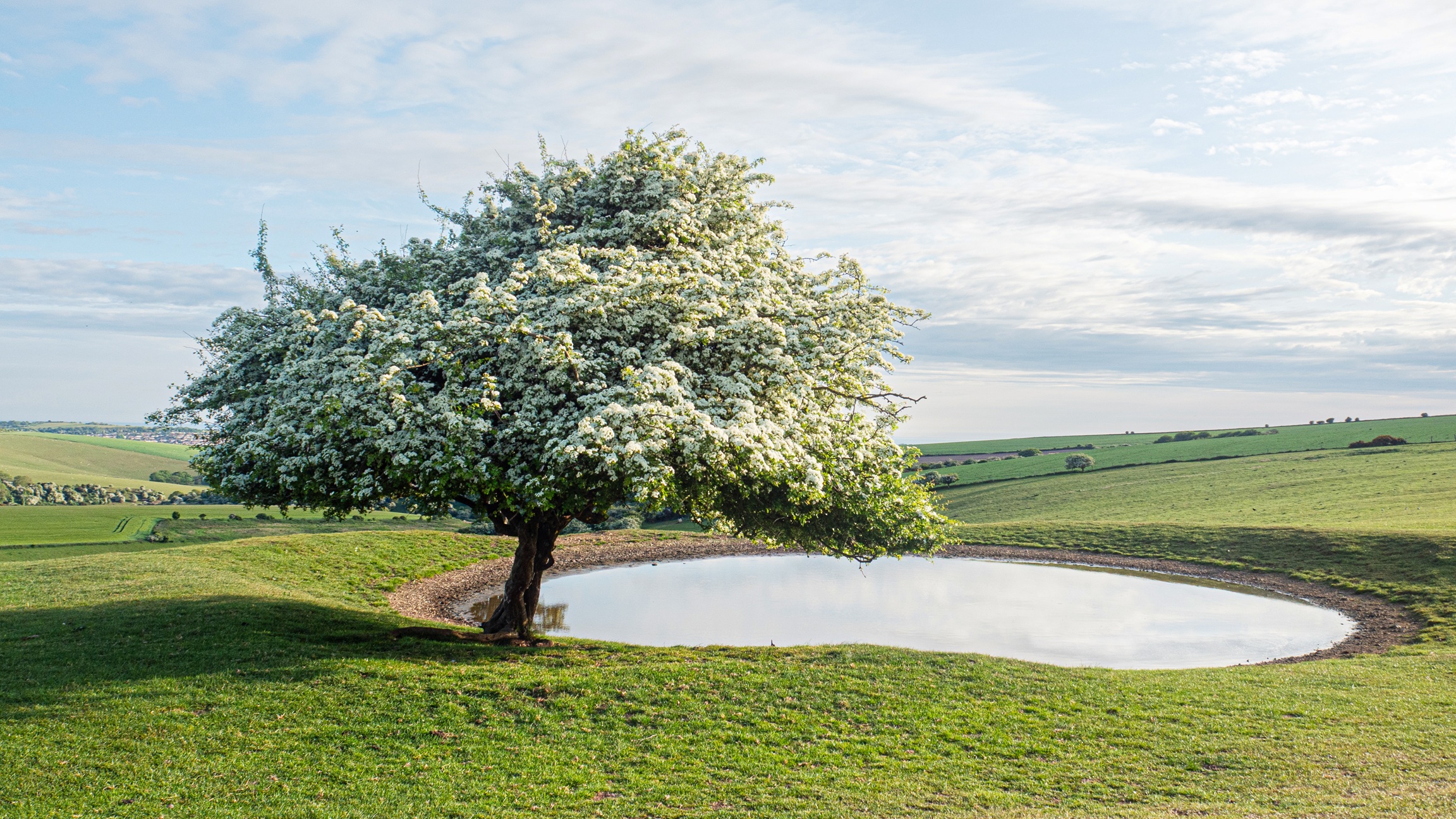 Sussex Tree Festival begins this weekend