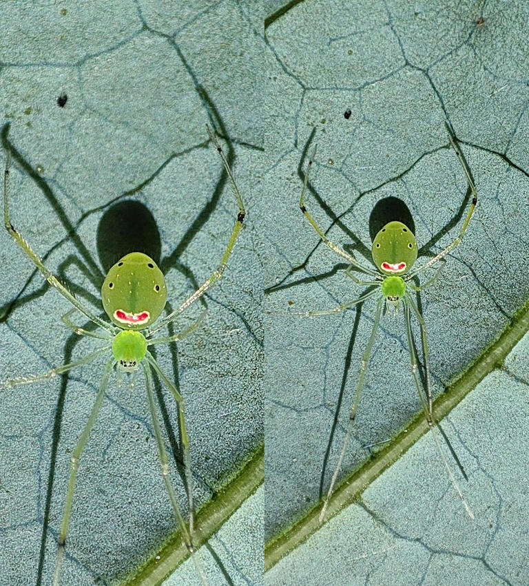 New 'happy-face' spider species discovered in the Indian Himalayas