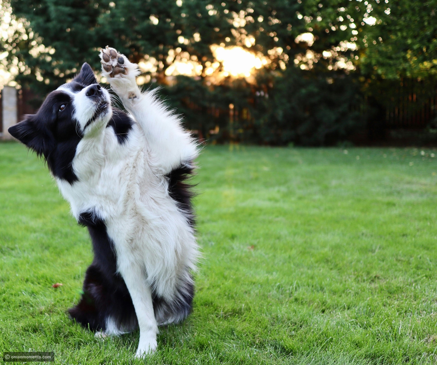 What it really means when your dog places its paw on you