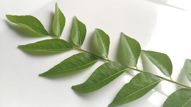 benefits of eating curry leaves