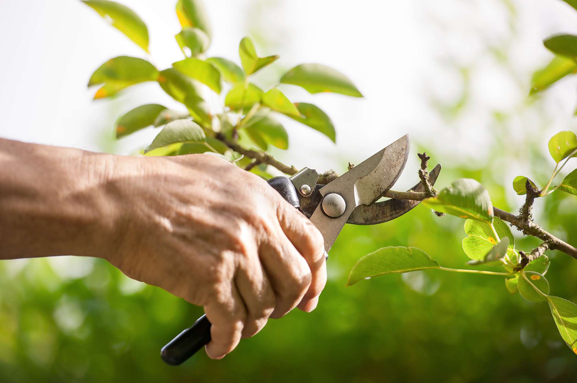 6 pruning mistakes that can ruin your plants, according to gardening ...