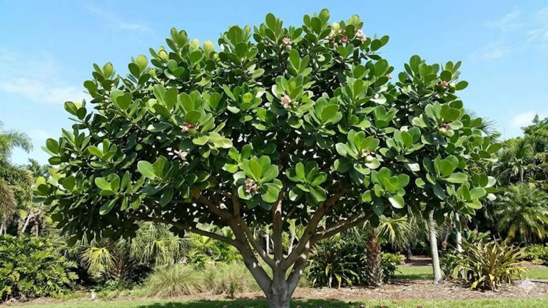 Why the tropical tree Clusia rosea only breathes at night and what ...