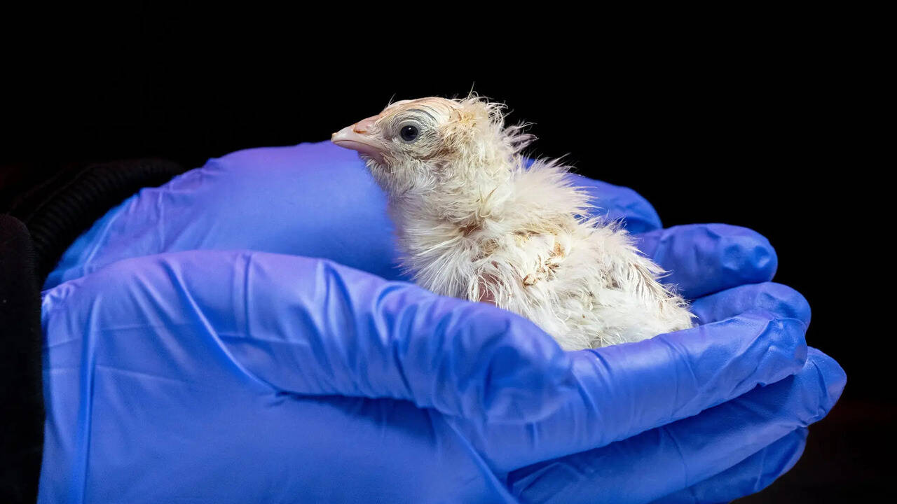 Biotech breakthrough: Live chicks hatched with artificial egg tech
