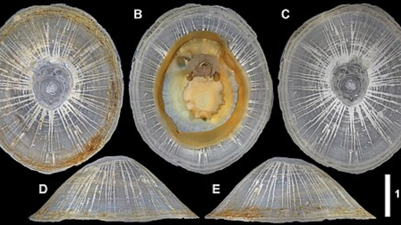 Scientists discover a giant deep-sea shell nearly 6 kilometres beneath ...