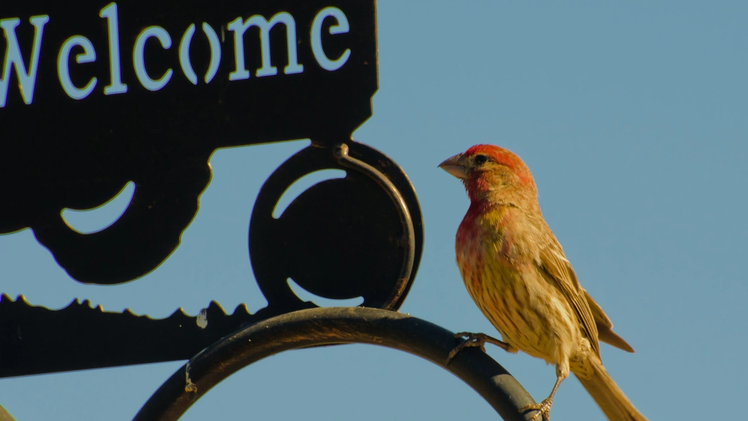 Bring more birds to your backyard habitat