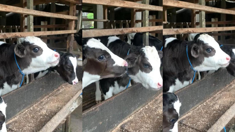 Viral peternak di Boyolali, Jateng pamerkan sapi goodlooking, sapi ...