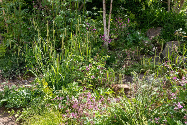 What happens to the RHS Chelsea Flower Show 2026 gardens after the show?