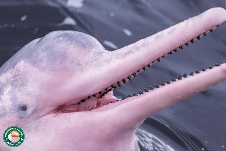 It's pink, able to swim backwards and upside down and is a mighty 2.5 ...