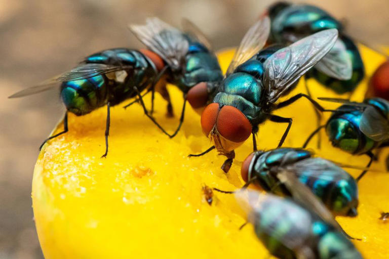 I keep flies out of my home by doing easy 30-second task every day — no ...