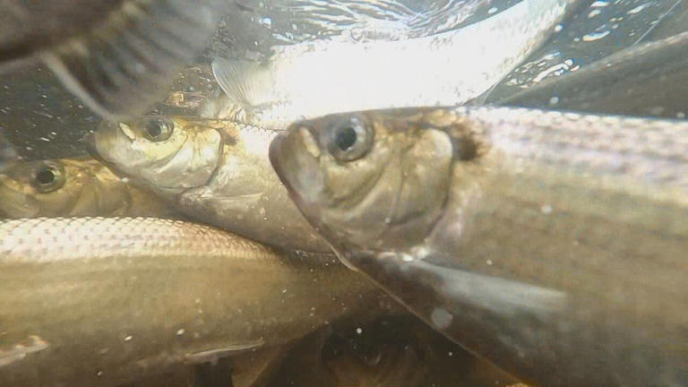 Change at Mactaquac Dam sees millions more fish make it upriver to spawn
