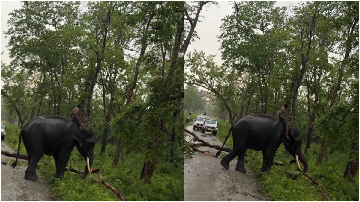 Viral video shows elephant doing the work no machine can inside forests