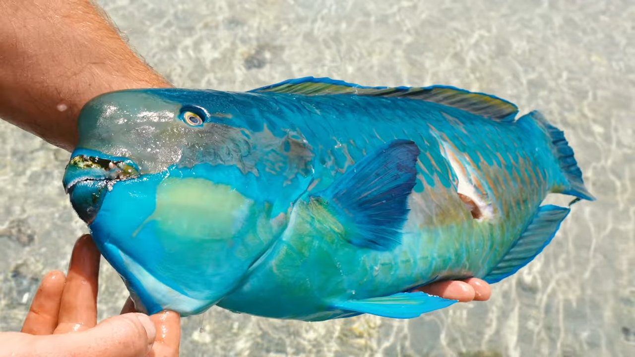 Three days lost and starving... then one fish saved the trip