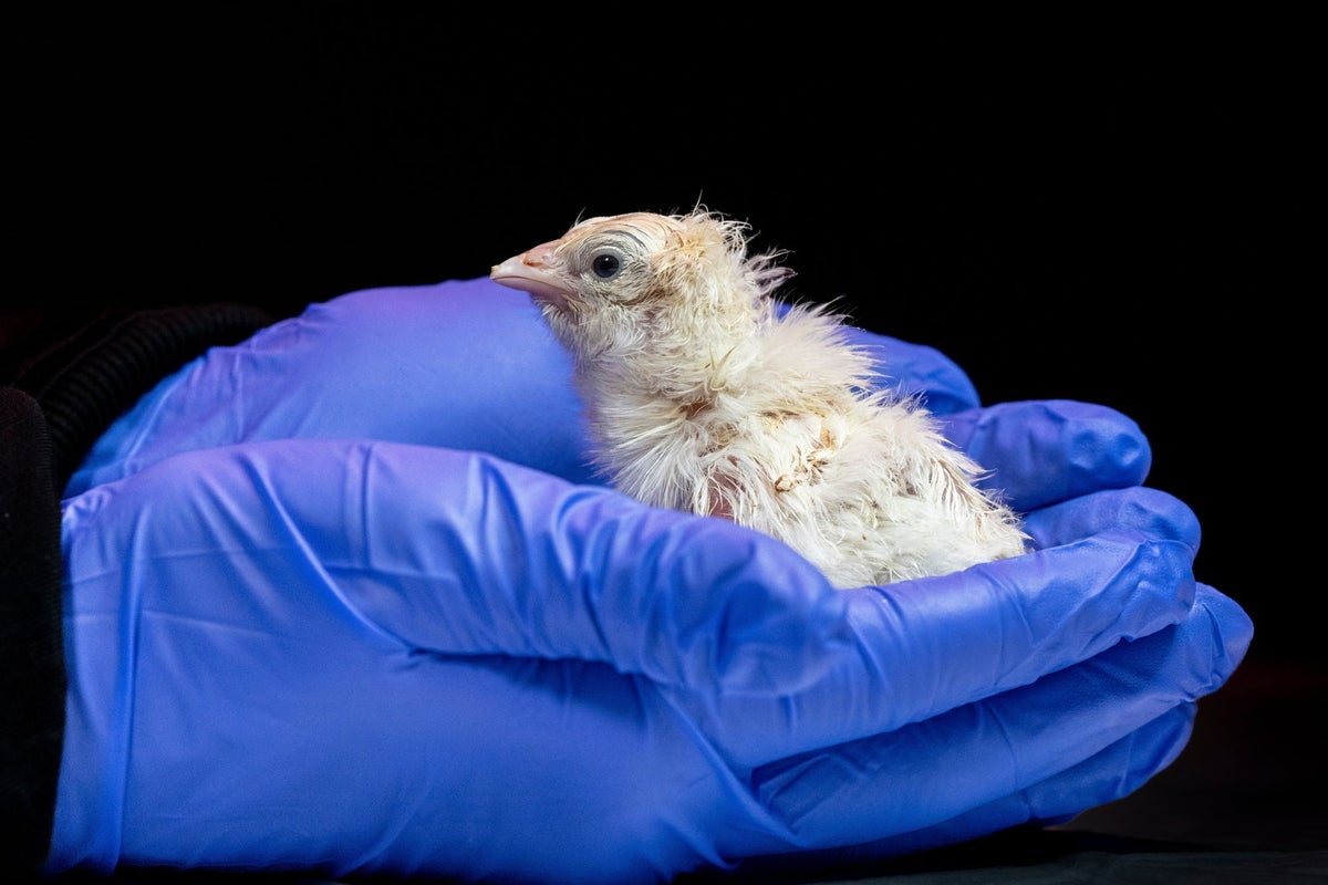 De-extinction company hatches live chicks from artificial eggshell