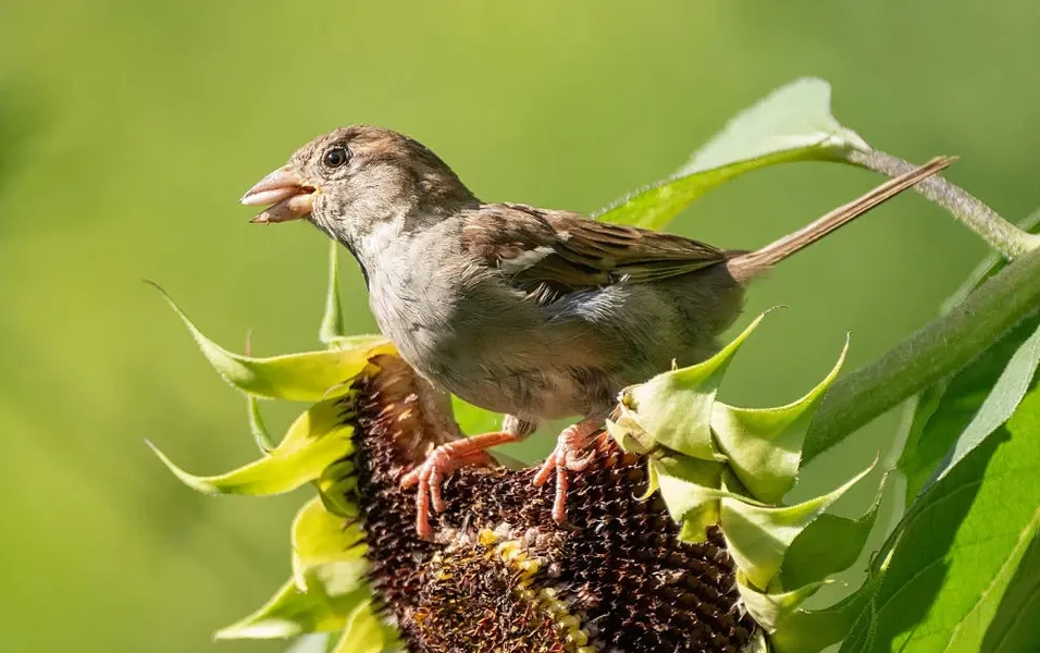 Bring more birds to your backyard habitat