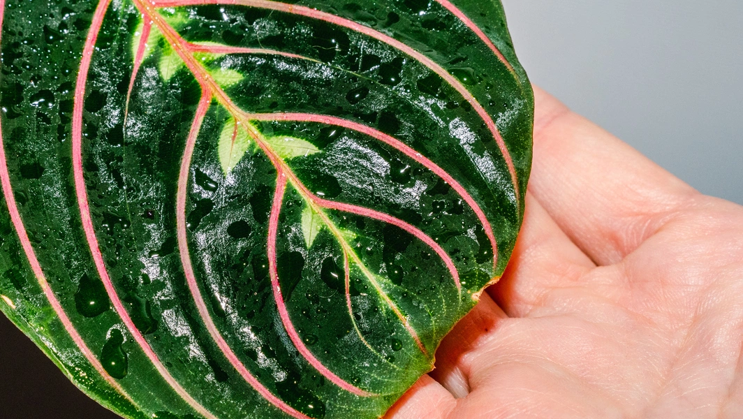 Prayer plant care made simple for thriving leaves